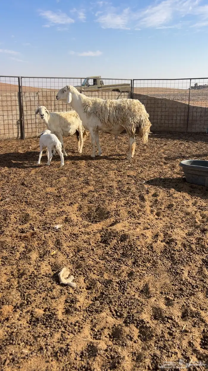 للبيع فحل صنف كفوو 1