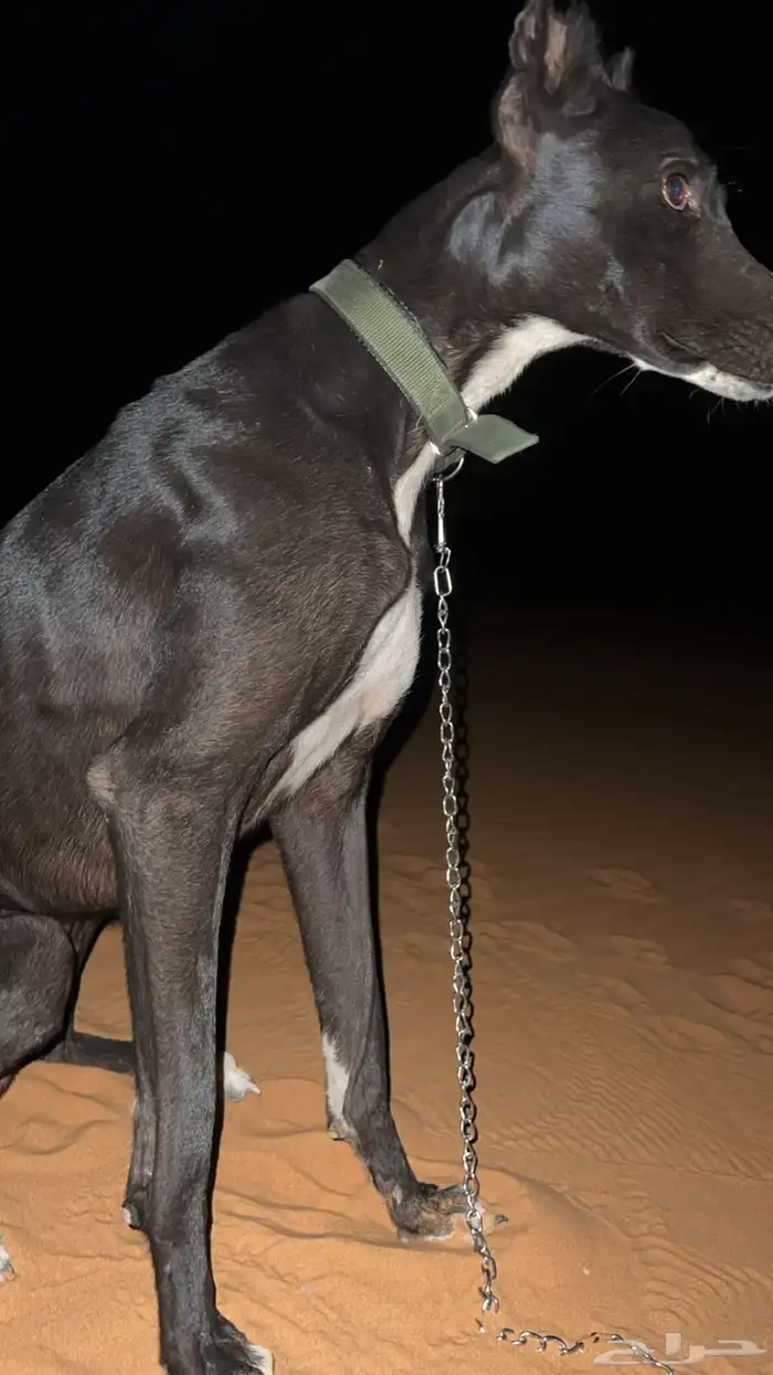 سلق ظايعه الي يحصلها يتواصل معي 0