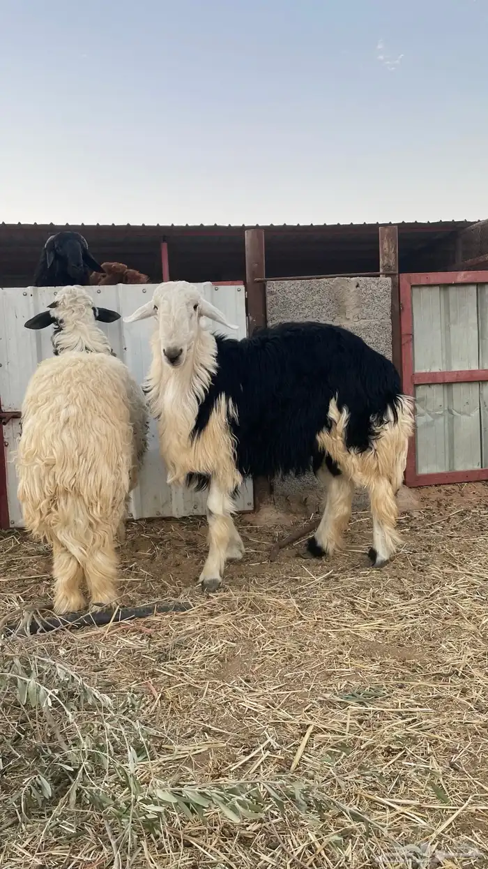 جذعان نجدية 1