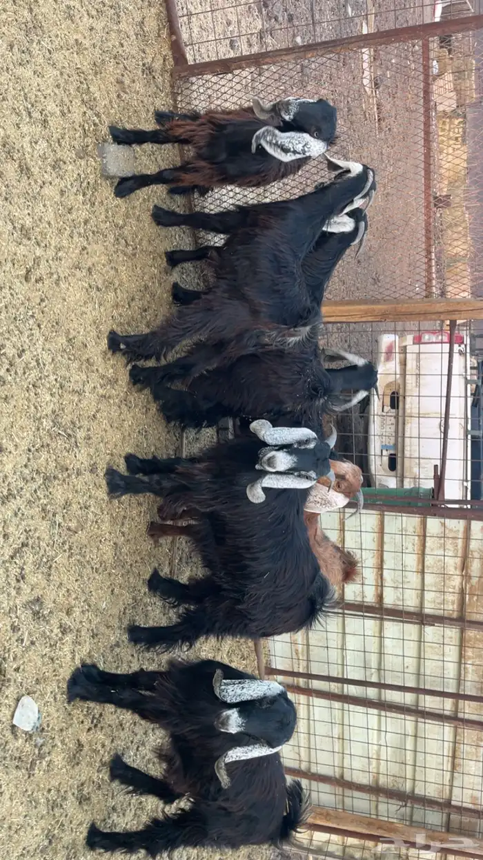 جفار طيبات وفل شحم مقفلات (تم البيع) 8