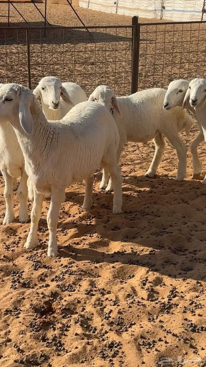 بهم حري هرافي 7