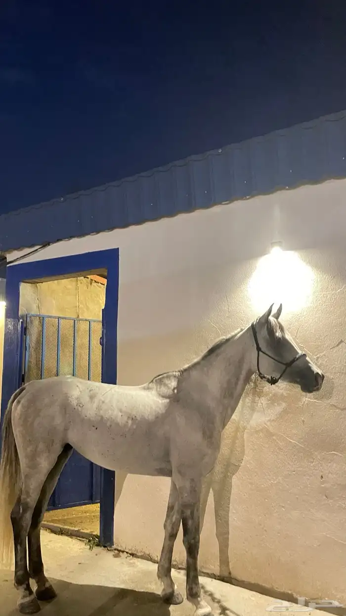 حصان شعبي جبلي (مسقبل قفز) 4