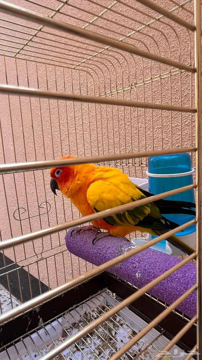 طير صن كنيور 1