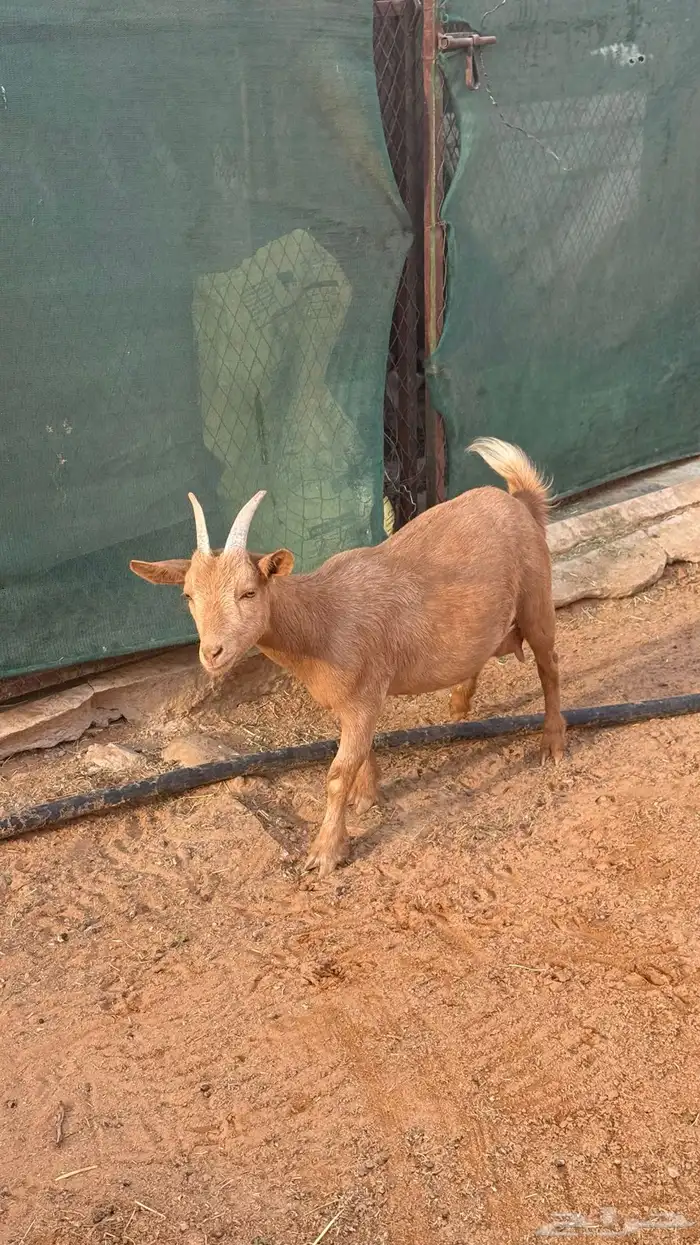 ماعز قزم للبيع العدد 6 0