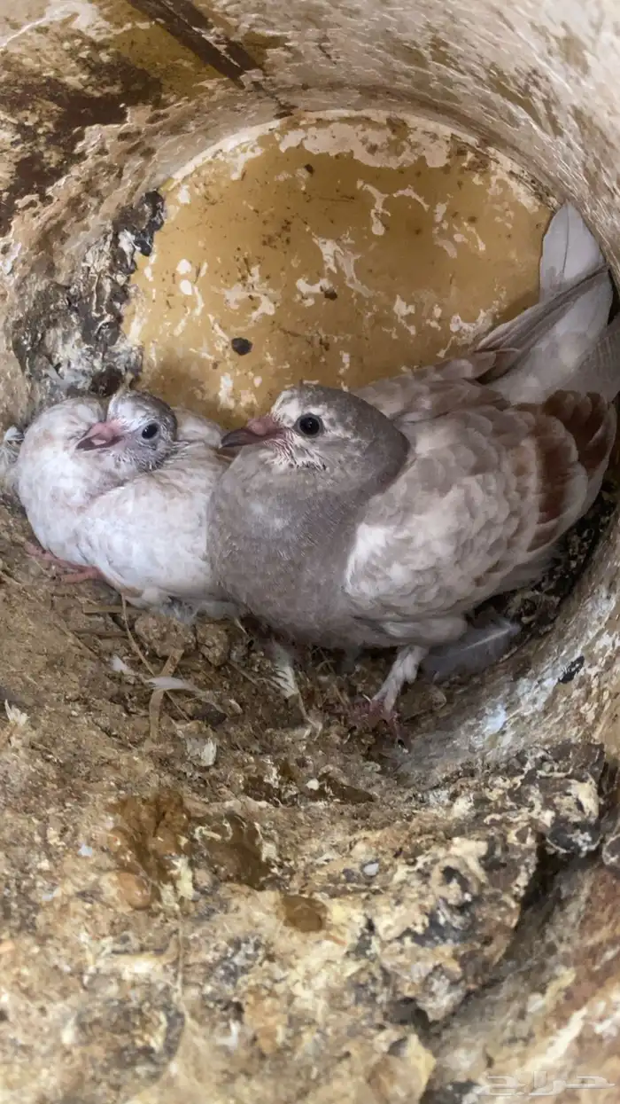 فراخة( حية)فرنسي زاجل وهندي ونجد العدد10 جواز 20 جوز 30 جوز 7