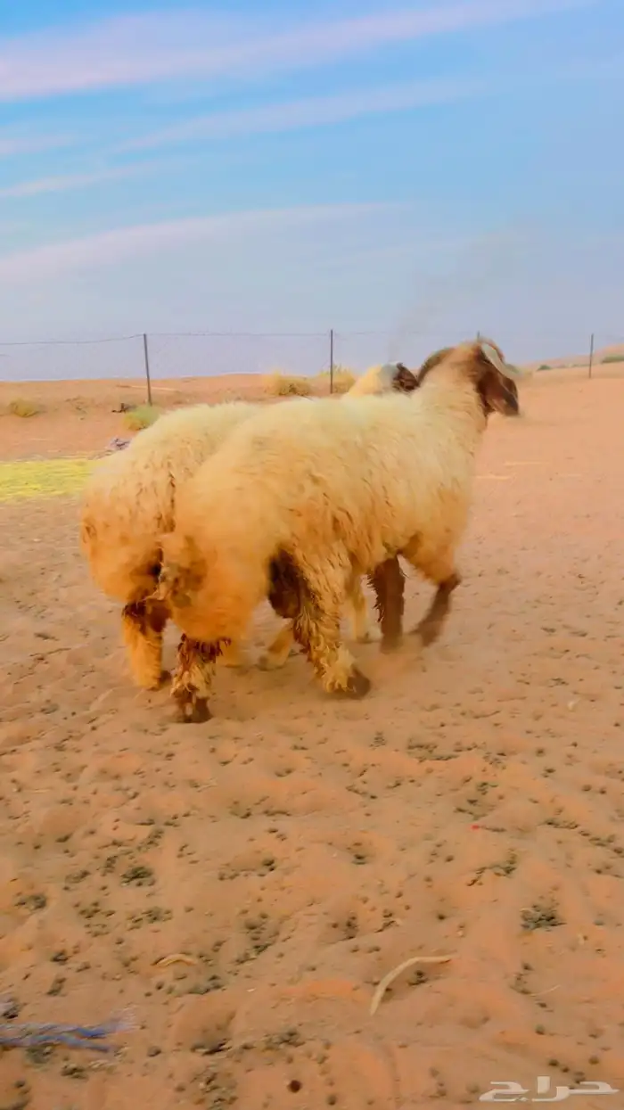 نعيم جذعان جبره 0