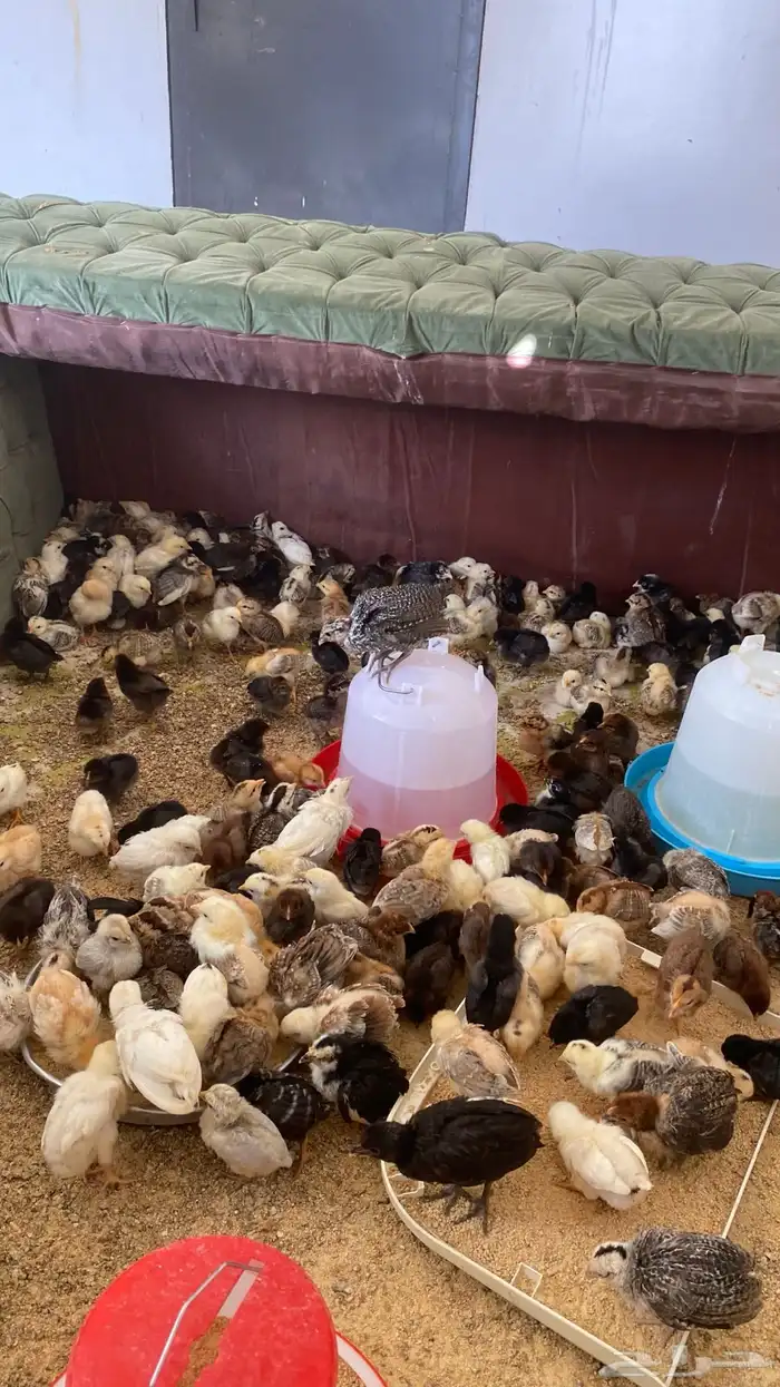 دجاج بلدي العدد 350 1