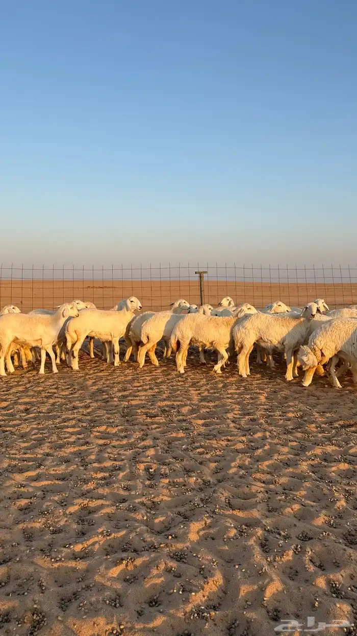 رخال جذعات حريات صنف فاخرر للي يبي الصنف 3