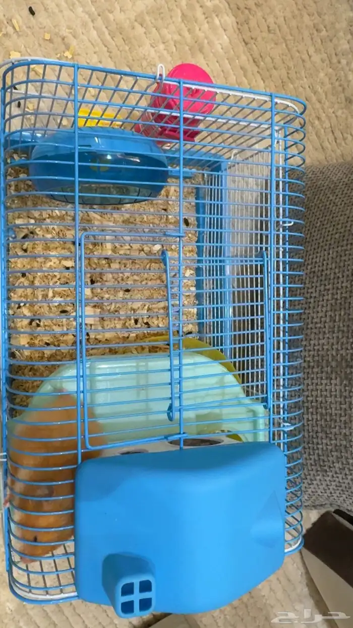 هامستر للبيع النوع ماعرفه 2