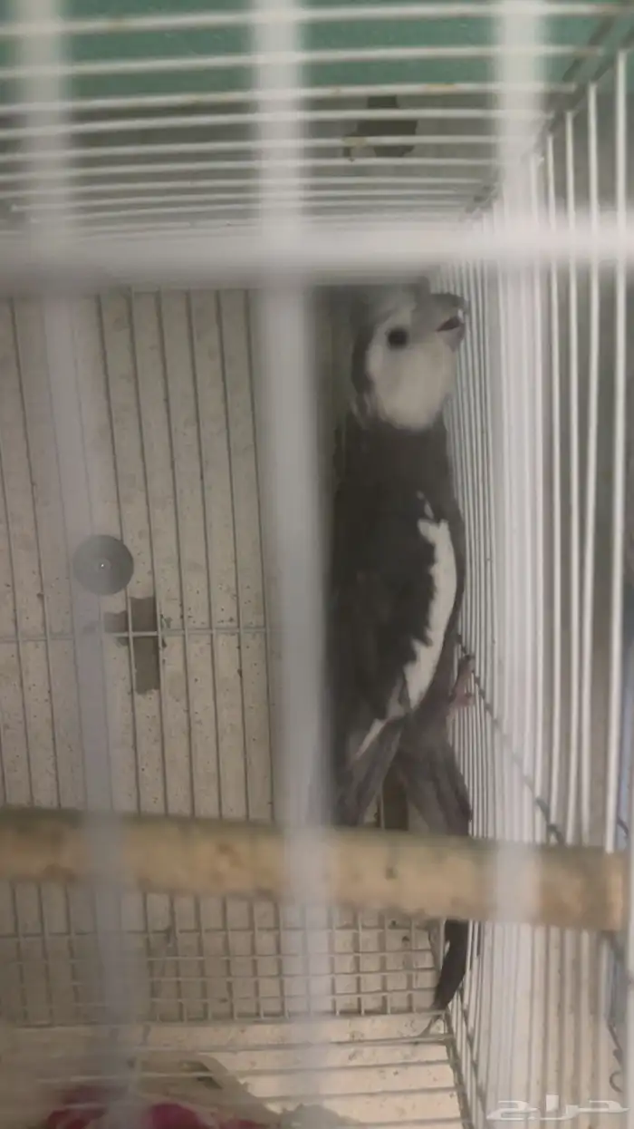 زوج كروان هولندي 4