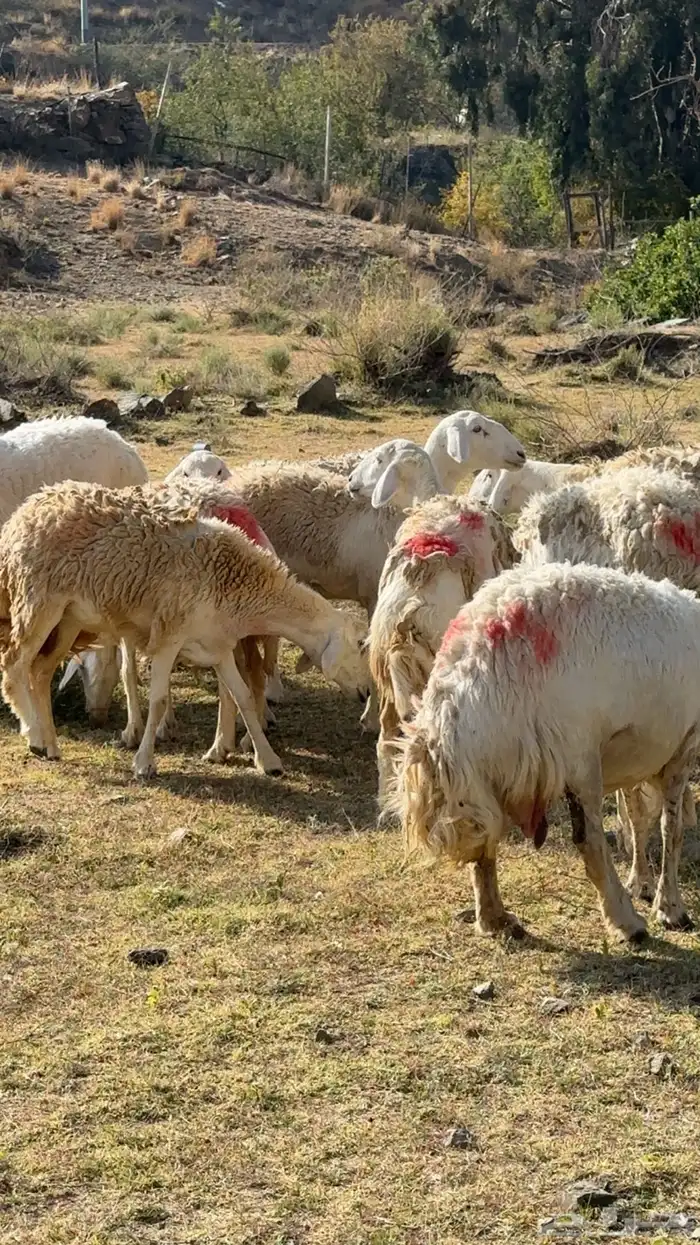 ضان مقاني رخال صنف حرش وجروم 10