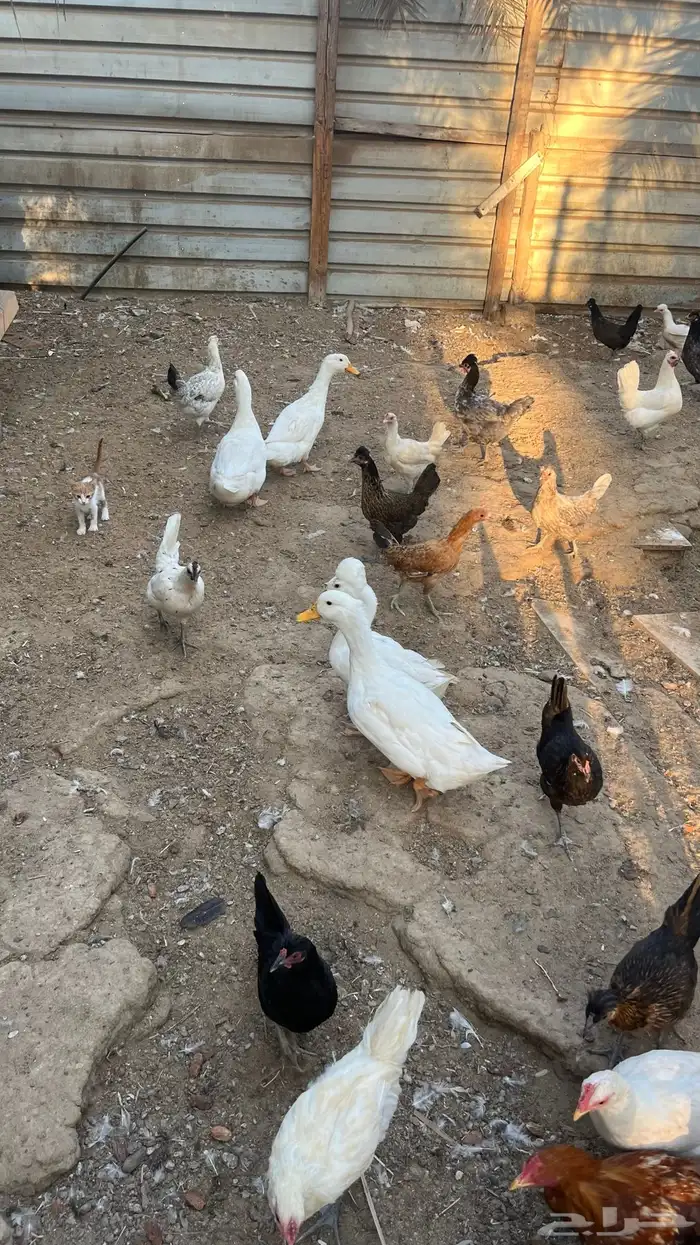 للبيع دجاج مع بط 2