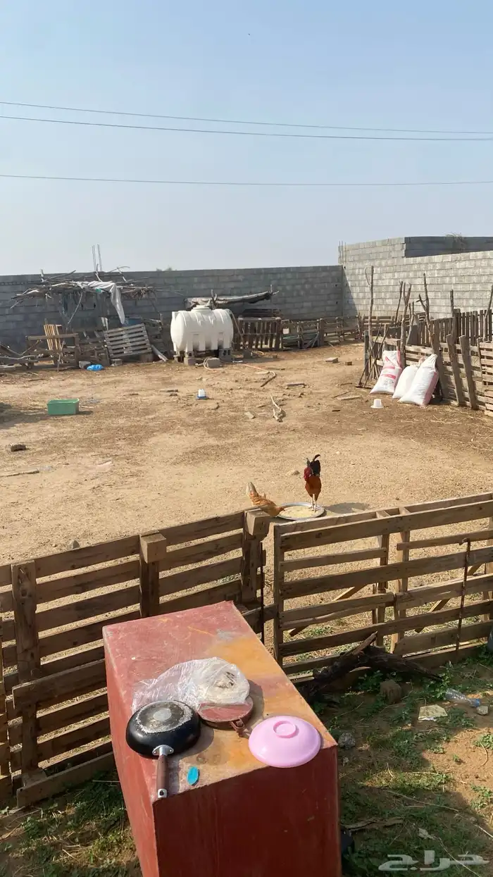 ديك بلدي شرط 5