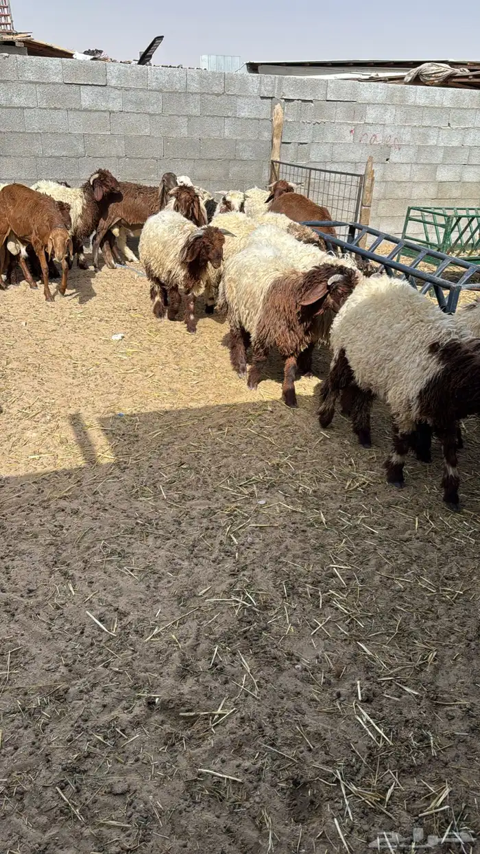 توفير ذبايح طازجة من السوق مباشرة 1