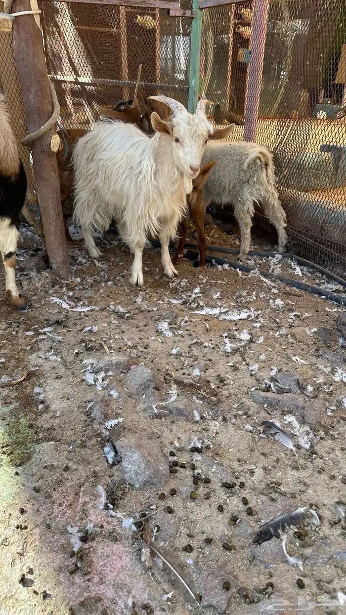 تيوس للبيع 4