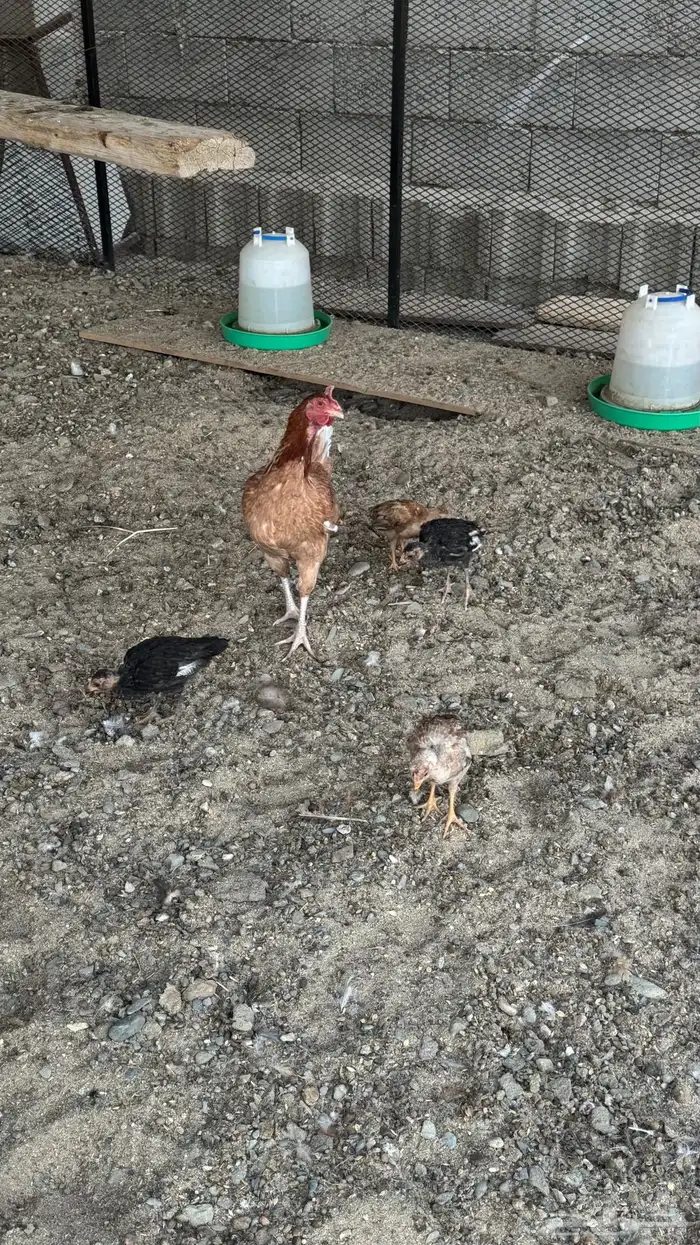 دجاجه مفرخه 1