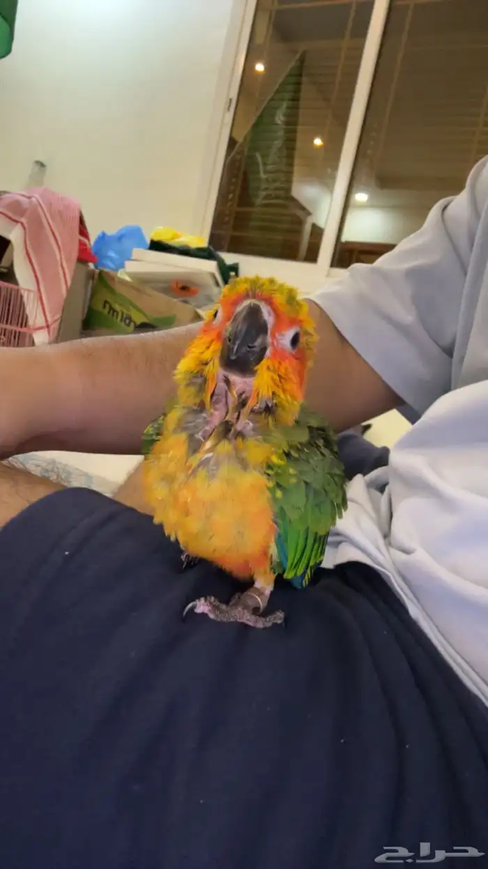 فرخ صن كنيور حجم حلو 1