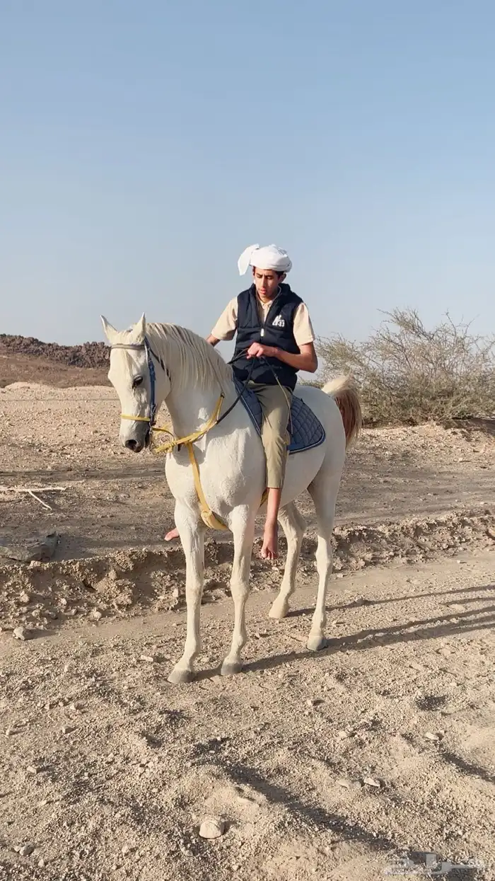 حصان كفو لا اللبيع 3