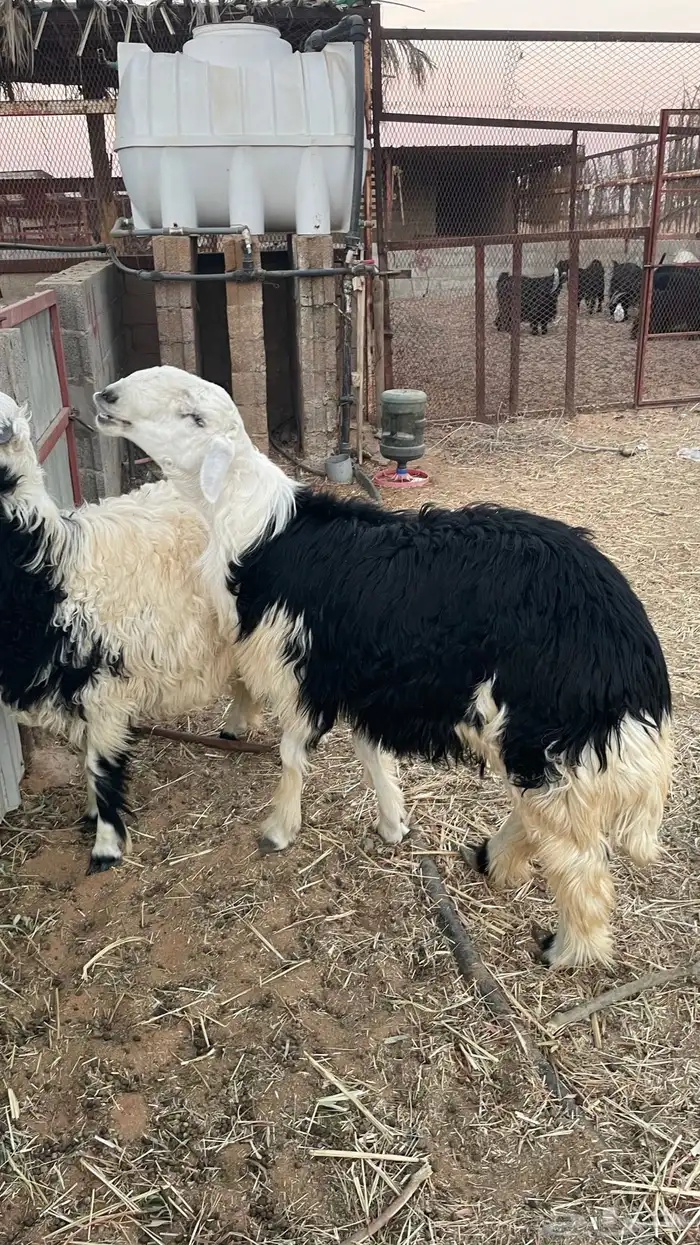 جذعان نجدية 5