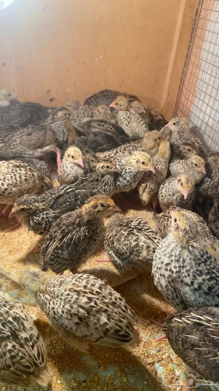 القصيم الاسياح 0