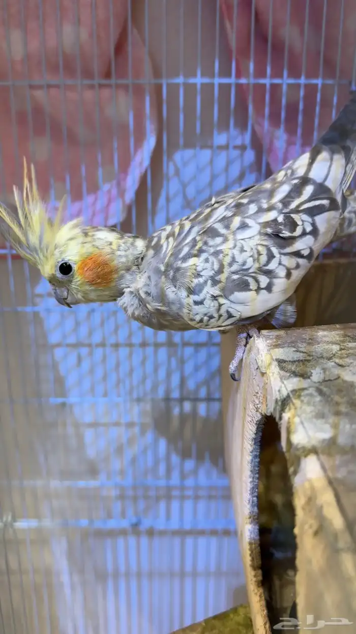 طير كروان بصحة كويسة وتصلح للانتاج 1