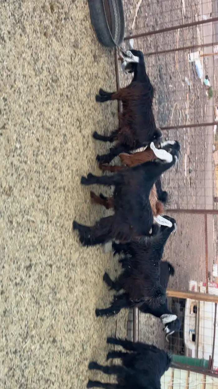 جفار طيبات وفل شحم مقفلات (تم البيع) 6