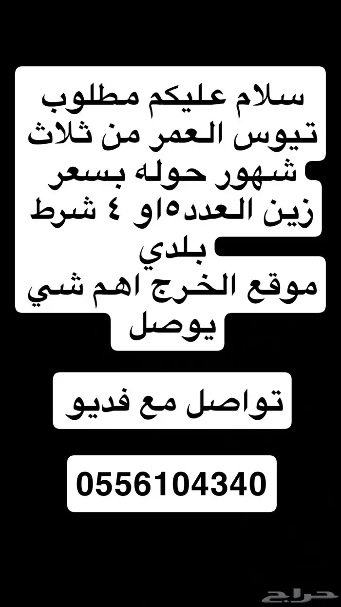 مطلوب تيوس بلدي 0