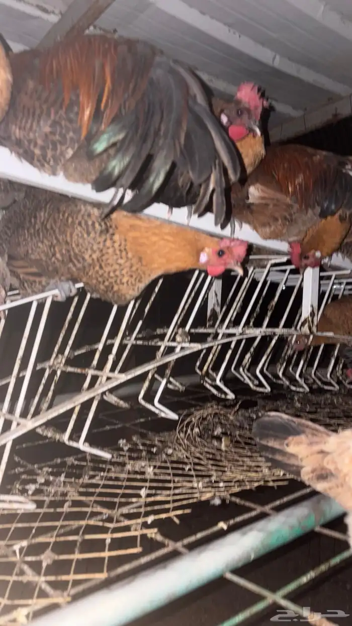 بيض دجاج فيومي 2