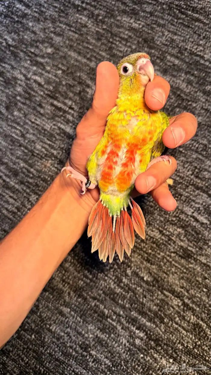 الحق الحق الحق وصلت فروخ الكنيور المطلوبه لعشاق الهدد 4