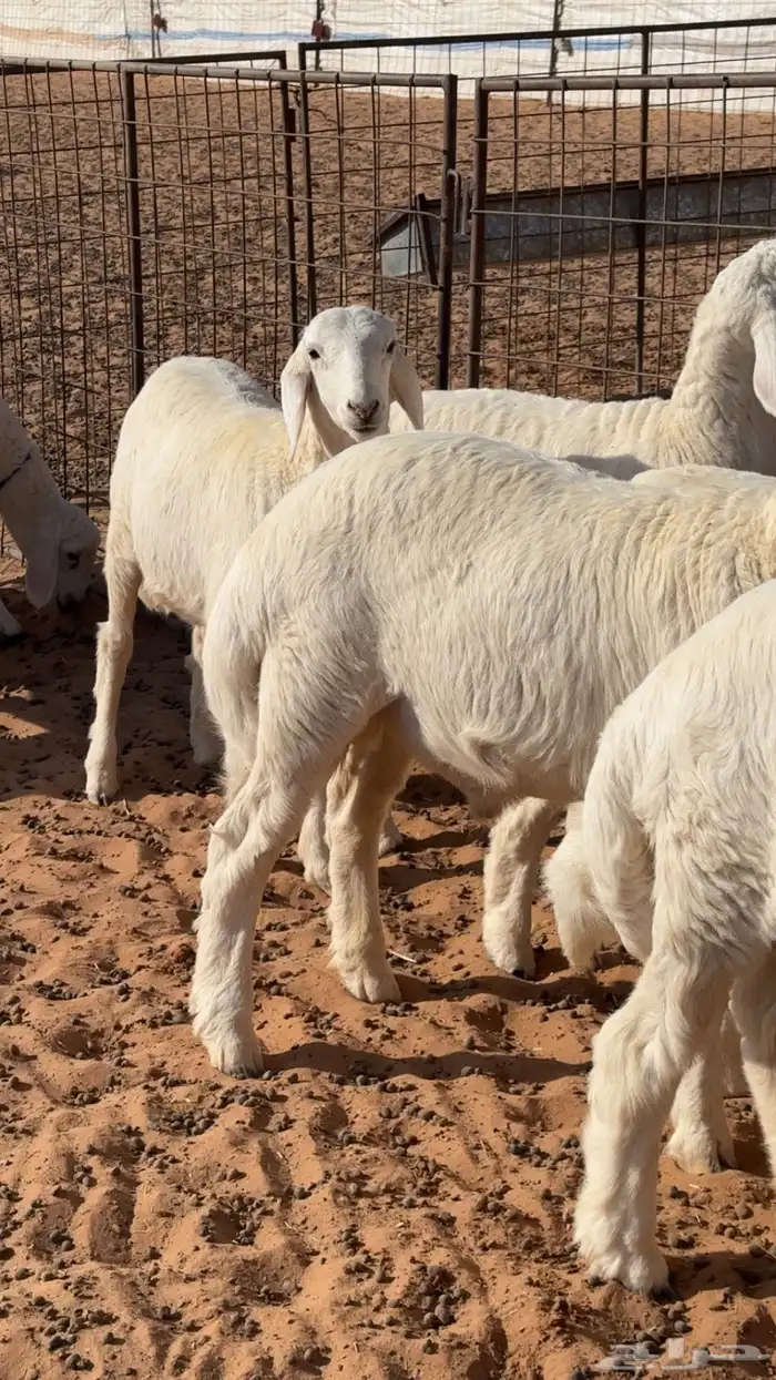 بهم حري هرافي 2