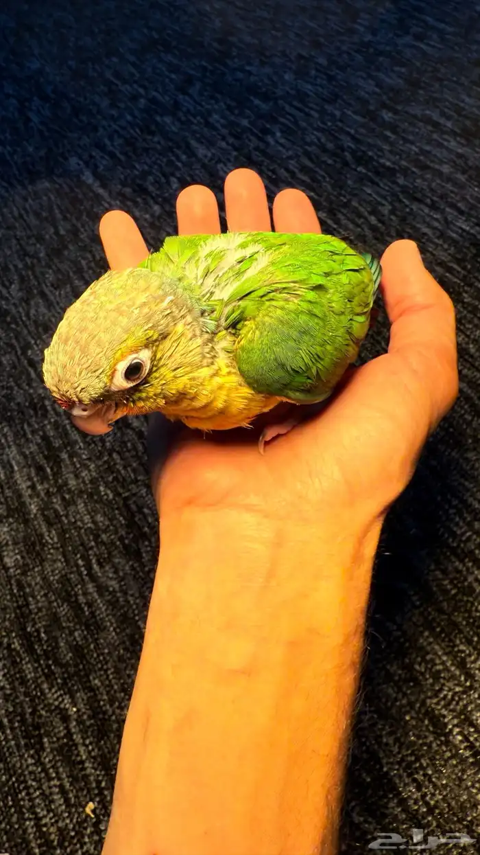 الحق الحق الحق وصلت فروخ الكنيور المطلوبه لعشاق الهدد 7