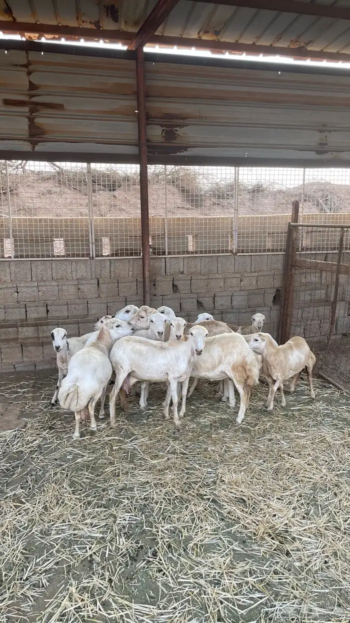 خرفان قهد للبيع التواصل واتس 5