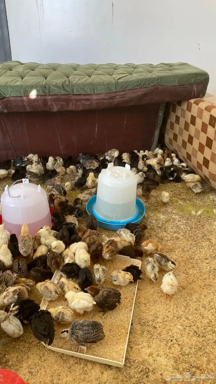 دجاج بلدي العدد 350 2