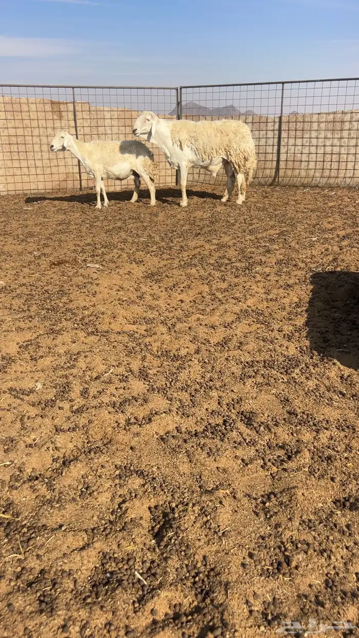 للبيع فحل صنف كفوو 0