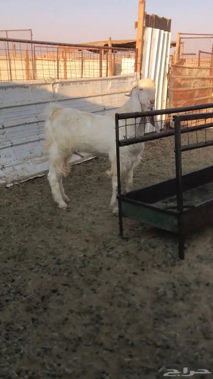 للبيع تيس فحل شرط قريع حار 2