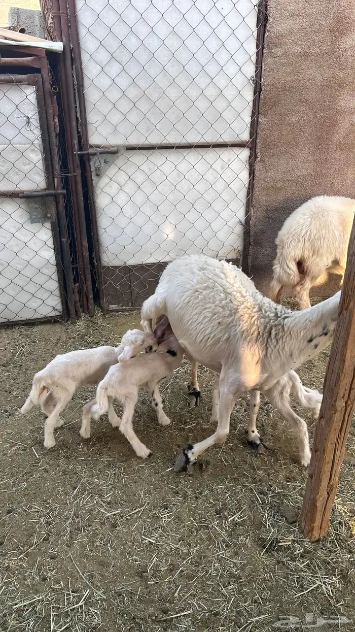 متابيع صفر صنف 11