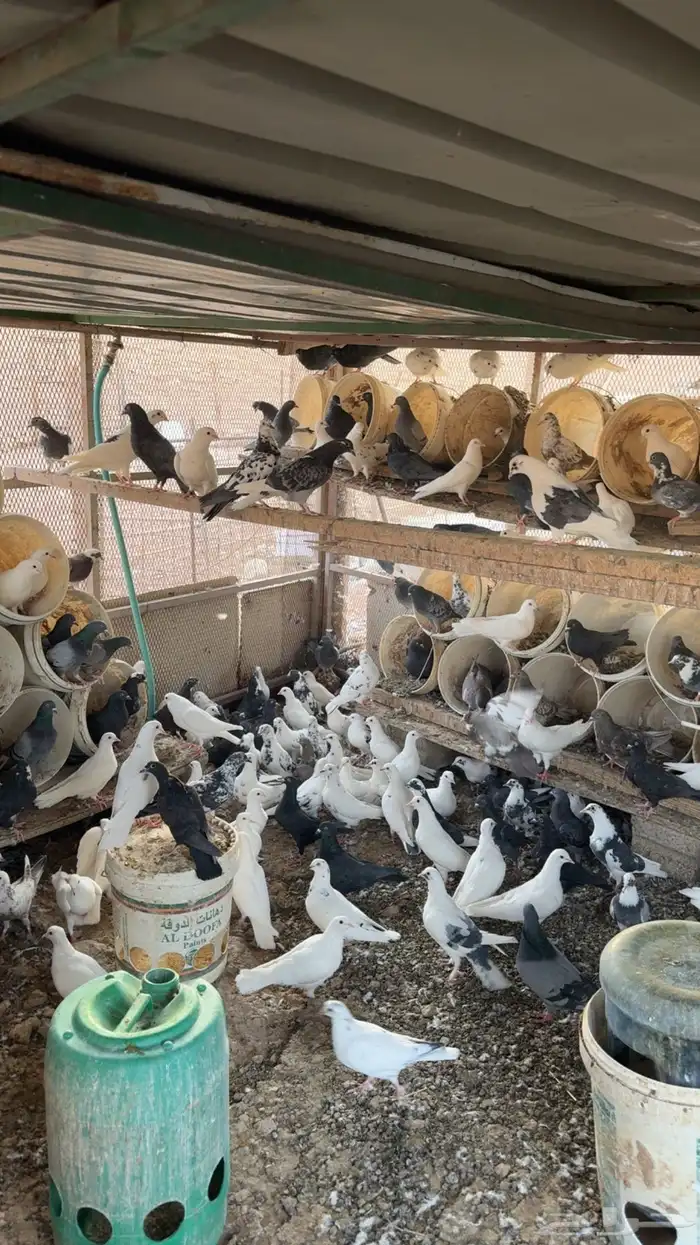 حمام بلدي نظيف 0