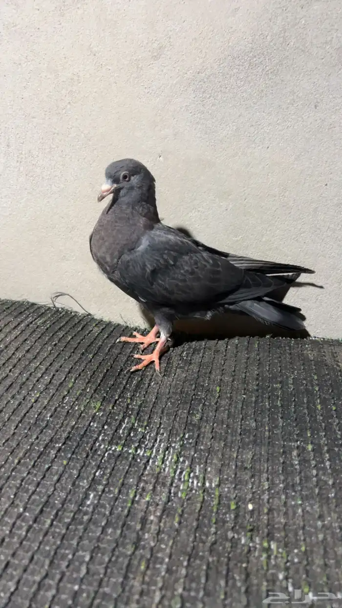 3 طبات قطايف 5