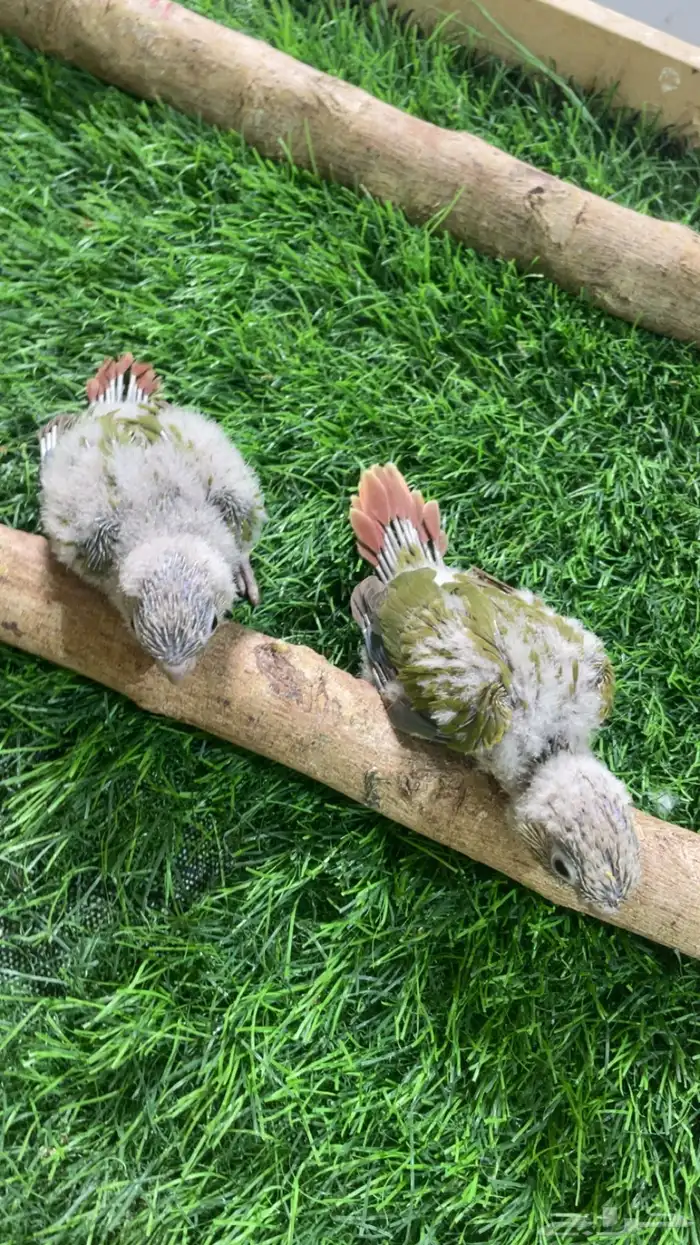 فروخ كنيور ( تم البيع ) 2