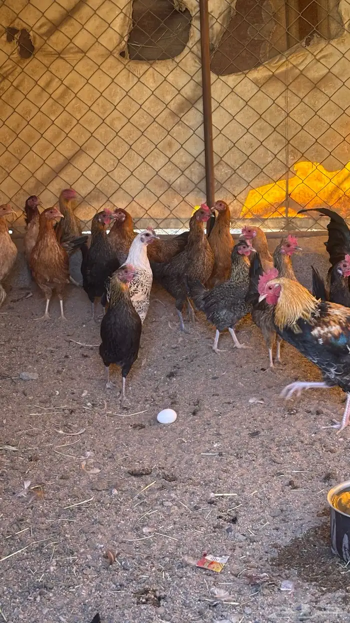 دجاج بلدي حضان بياض على الشرطط 3