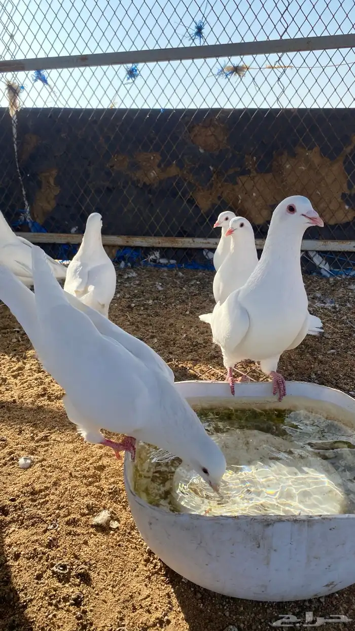 حمام فرنسي 8