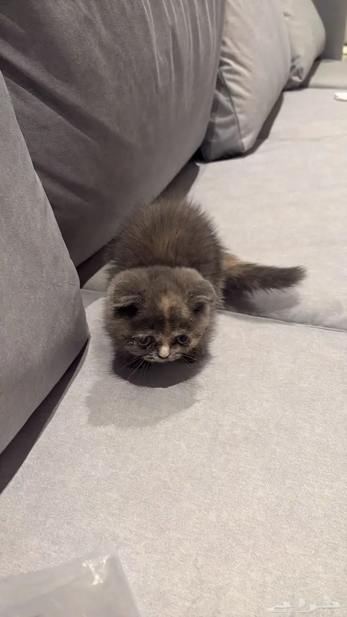 تبني قط كيتن سكوتش 0