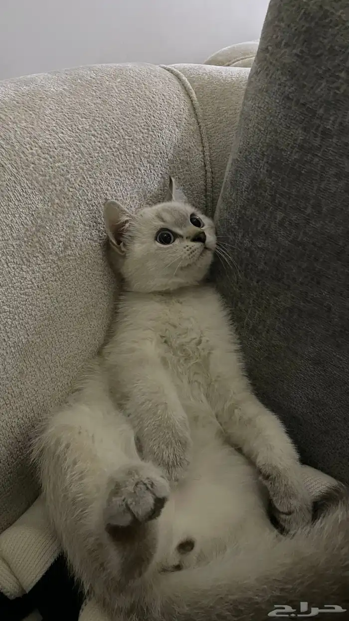 قط سكوتش فولد 4