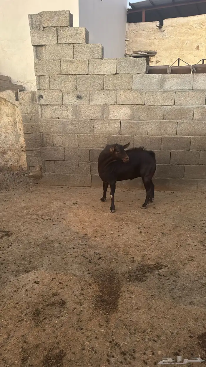 تيس سديس احص مشروط 2