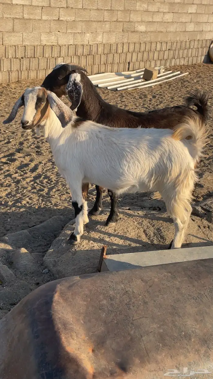 عناقين للبيع 4