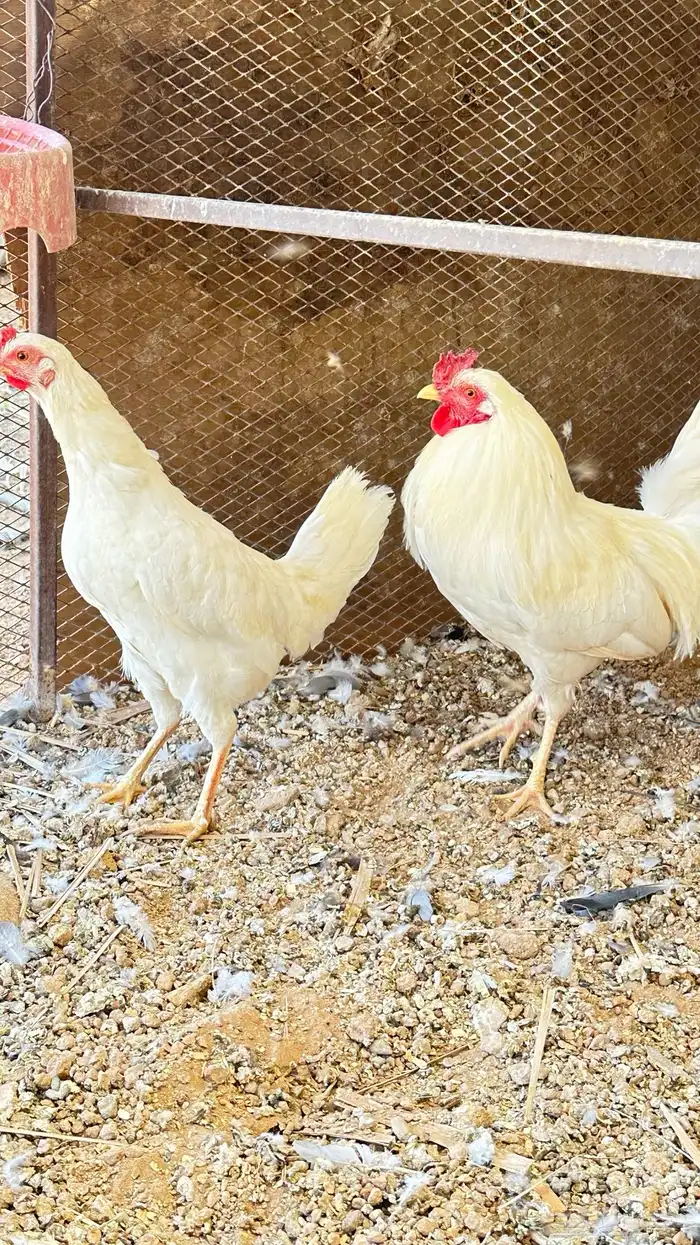 دجاج ابيض صك 3