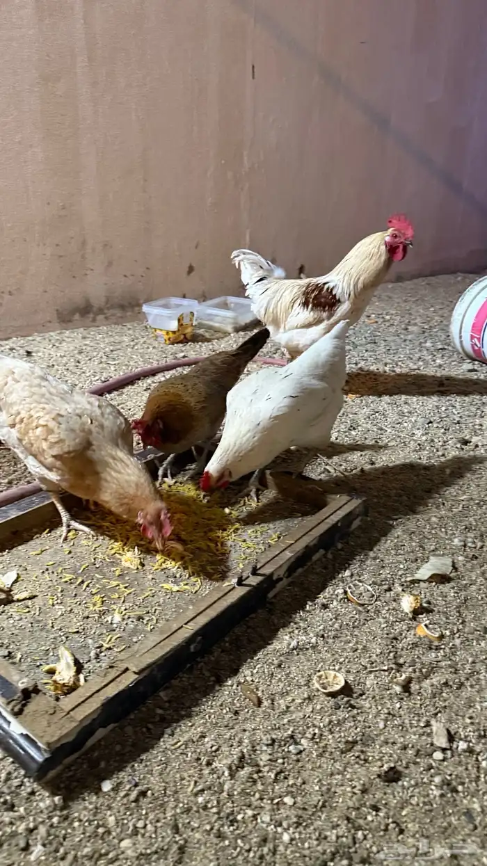 دجاج لوهمان بياض 0