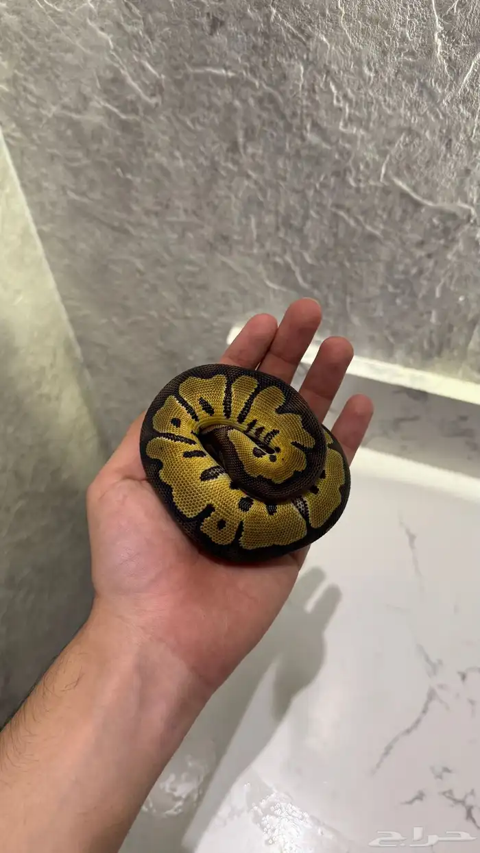 بول بايثون 1