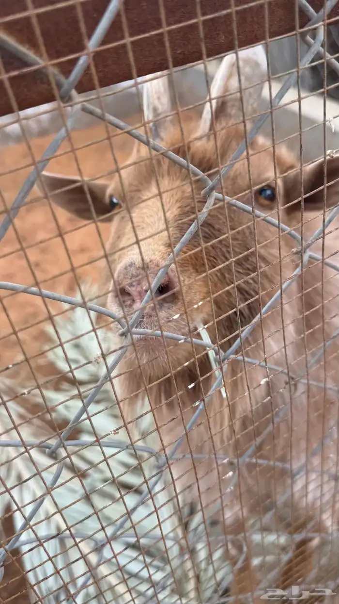 ماعز قزم للبيع العدد 6 5