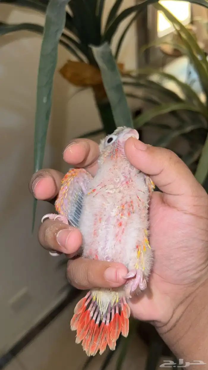 فروخ كنيور اناناس دبل رد فاكتر صبغه قويه 3